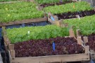 Salatpflanzen in der Gärtnerei