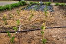 Selleriebeet im Juni mit verschiedenen Mulchmaterialien zur Bodenpflege