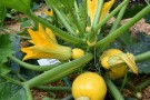 Jetzt gibt es eine Flut an jungen Zucchinifrüchten.