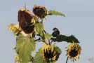 Sonnenblumen bieten Vogelfutter.