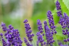 duftende Lavendel-Blüten