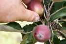 Roter Apfel ausdünnen, einzeln stellen