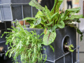 Salat- und Gemüsepflanzen in einer vertikalen Begrünungslösung mit Gittern.