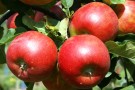 Rote Äpfel des 'Roten Aloisius'