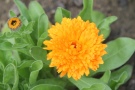 Orangefarbene Ringelblume 'Candyman orange'