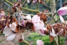Magnolienblüten färben sich nach Frosteinwirkung braun