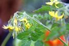 gelbe Blüten von Tomaten