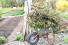 Schubkarre voll mit braunen Tomatenpflanzen im Herbst