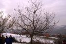 Apfelbaum im Winter, mit vielen kleinen Ästen