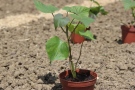 Süßkartoffel-Jungpflanze in Töpfchen