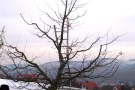 Apfelbaum im Winter, nur einige große Äste sind übrig