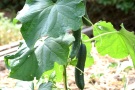 Gurken im Garten an Schnüren aufgeleitet