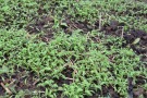 Bienenfreund/Phacelia bei der Herbsteinsaat