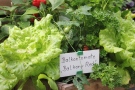 Mit Salat und Balkotomate bepflanzte Weinkiste