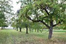 Streuobstwiesen prägen die Landschaft