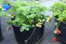 Frigoerdbeere nach neun Wochen: kräftige Erdbeerpflanzen mit frischen Früchten
