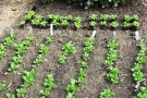 Feldsalat gepflanzt und gesät im Vergleich im Gartenbeet