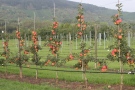 Junge Apfelbäume mit Vollbehang
