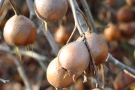 Mispel Frucht Mespilus germanica