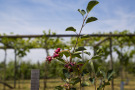 Obstgarten Stutel Felsenbirne