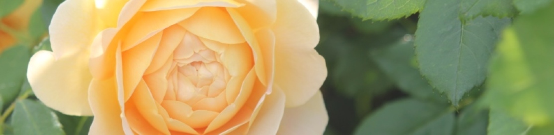 Headerrose