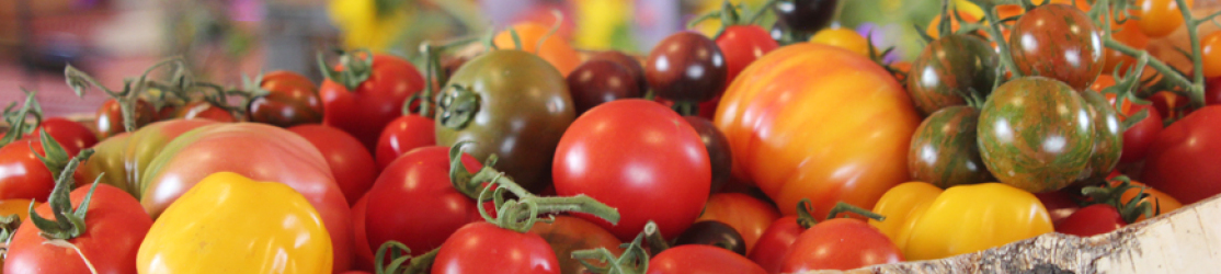 Headerbild-tomaten-bunt