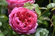 Rose 'Princess Alexandra of Kent'