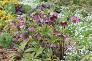 Helleborus orientalis, orientalische Nieswurz