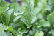 Salatrauke, Rucola, Kräuter