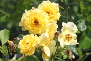 'Golden Gate', Kletterrose