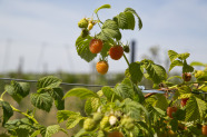 Obstagarten Stutel Himbeeren