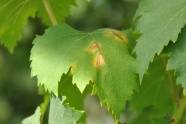 Weinblatt mit gelben Flecken