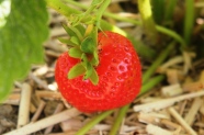 Erdbeere 'Clery'