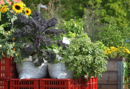 Mit Gemüse, Salat und Blumen bepflanzte Plastik- und Holzkisten