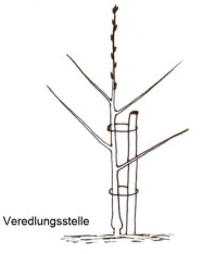 Pflanzung einer Süßkirsche mit Spindelerziehung