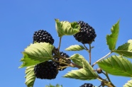 Brombeere