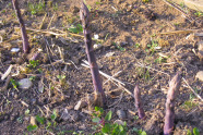 Grünspargel violetta im Schaugarten