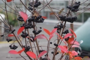 Apfelbeere Aronia  mit Herbstlaub