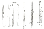 Veredlungsmethode Kopulation (Skizze)