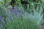 Graulaubige Stauden Lavendel und Heiligkraut