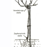 Stammrose pflanzen_Zeichnung