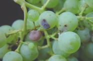 Traubenwicklerschaden, Sauerwurm am Wein (Bild: Phytomedizin DLR Rheinpfalz, www.hortipendium.de)