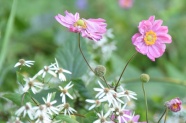 Blüten Herbstanemone