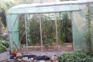 Foliengewächshaus mit Tomaten