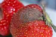 Grauschimmel an Erdbeere, Botrytis an Frucht