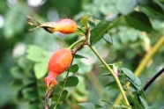 Hagebutte an Rosa multibracteata Wildrose