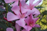 Oleander Einzelblüte