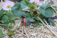 Bewässerung der Erdbeeren mit einem System von Gardena