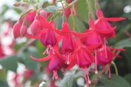 Fuchsienblüte