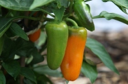 Mini-Paprika sind ein beliebtes Naschgemüse. (© Karl Josef Hildenbrand)